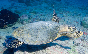 Tahiti below the waves